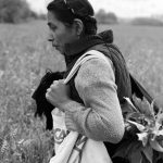 La guaritrice Maya Sofia nei campi a raccogliere erbe
