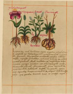 Una pagina del Codice di Badiano