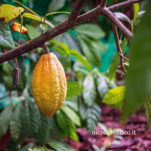 La pianta del cacao meravigliao.