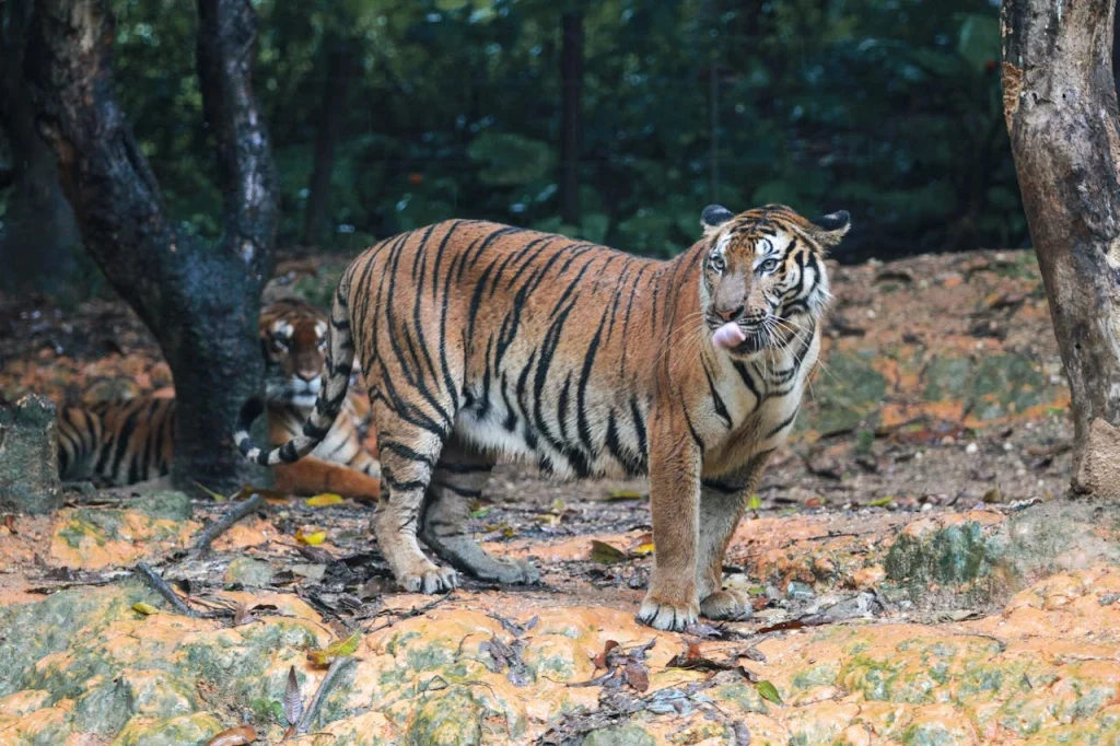 Immagini dell'India: la tigre del Bengala
