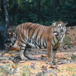 Immagini dell'India: la tigre del Bengala