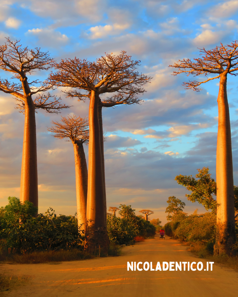 Foresta di Baobab